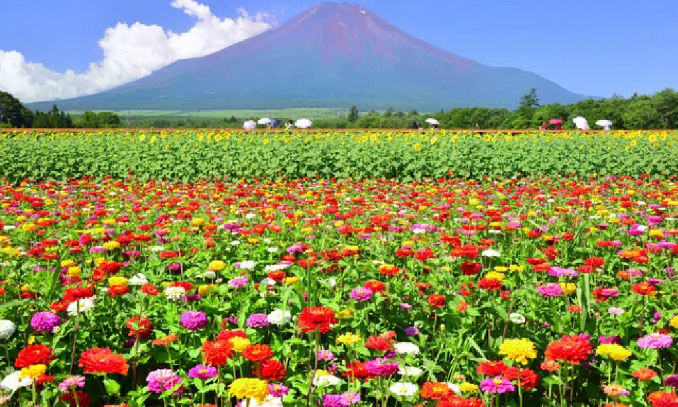Mt. Fuji Tour  from Shinjuku with Flower Viewing and Fruit Picking