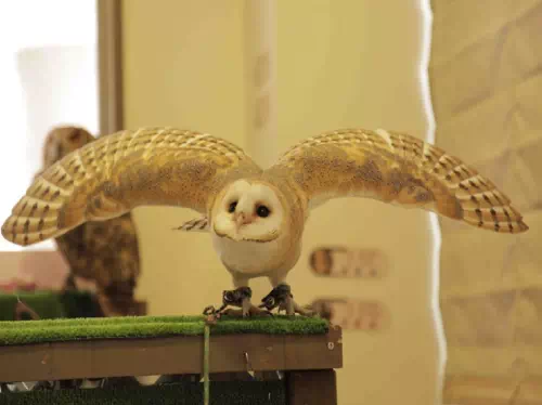 Reservations for an Owl Cafe in Harajuku