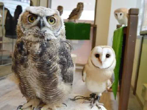 Reservations for an Owl Cafe in Harajuku