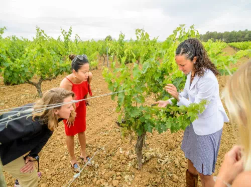 Penedes Wineries and Vineyards Tour with Wine and Cava Tasting from Barcelona