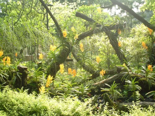Singapore City Highlights Tour with Singapore Botanic Gardens Admission Ticket