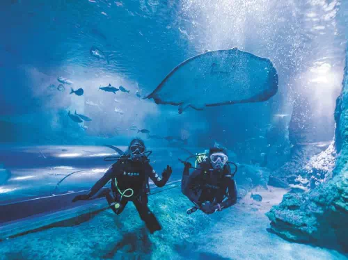 Perth AQWA Admission Ticket and Snorkeling with Sharks Experience