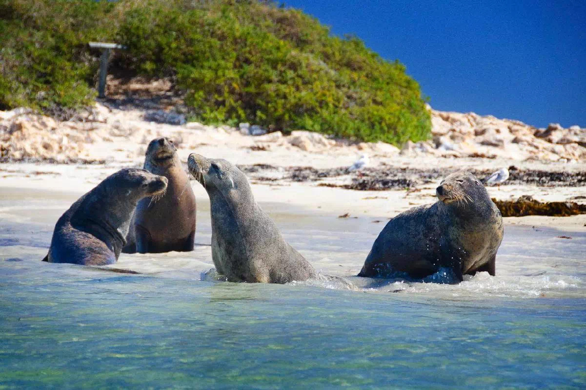 Penguin Island Tour from Perth with Wildlife Cruise and Caversham Park Visit