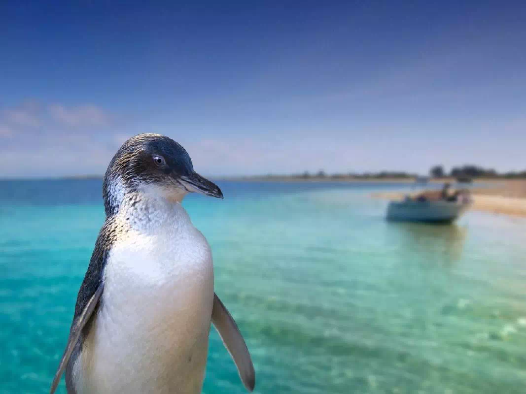 Penguin Island Tour from Perth with Wildlife Cruise and Caversham Park Visit