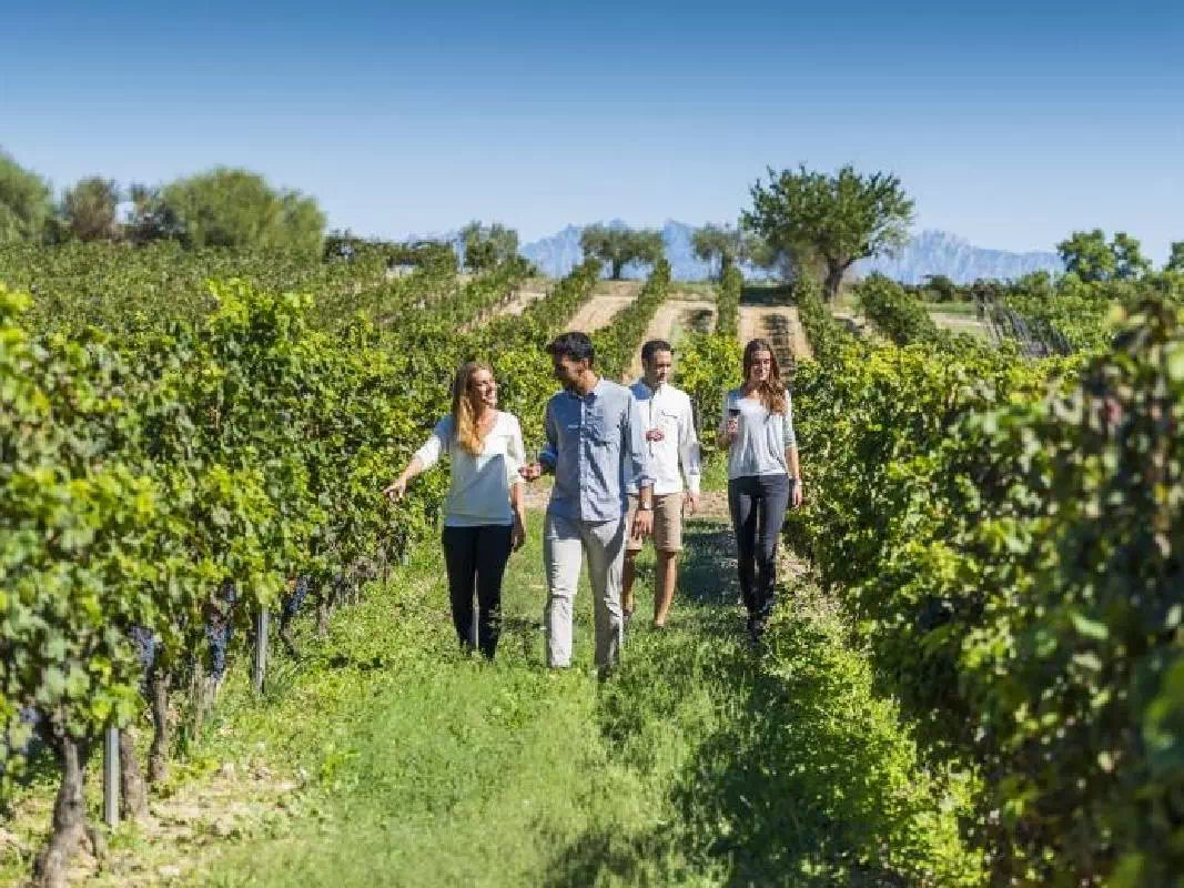 Barcelona Wine and Cava Tasting Day Tour with 3 Wineries Visit