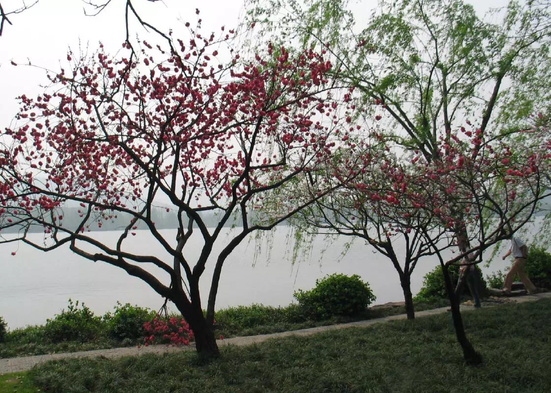Private Day Tour of Hangzhou from Shanghai with West Lake Cruise