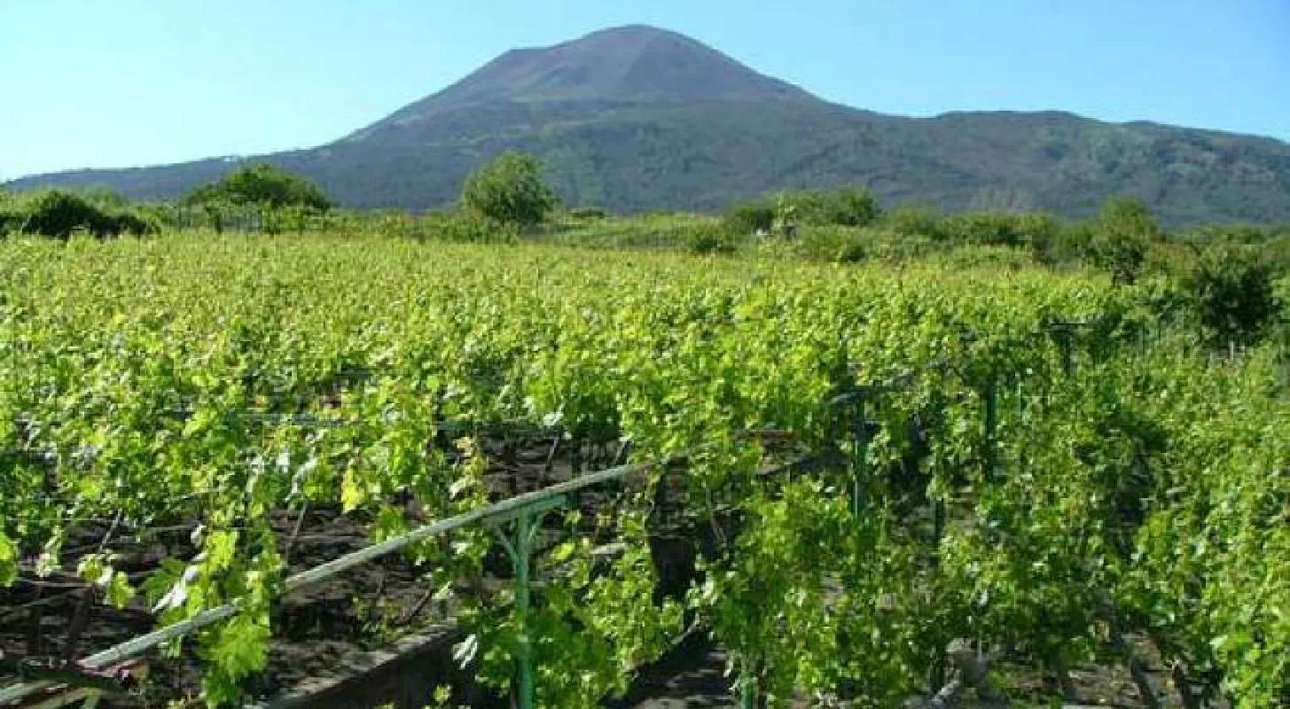 Naples Wine Tasting on the Slopes of Mount Vesuvius with Lunch