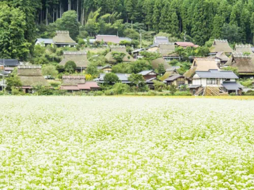 Miyama Kayabuki No Sato Thatched-Roof Village English-Guided Walking Tour