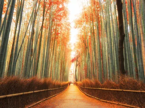 Kyoto 1-Day Photogenic Tour to Arashiyama, Gion, Yasaka Shrine & Kifune Shrine 