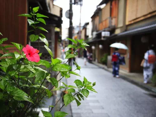Private Guided Walking Tour of Kyoto's Geisha Districts and Zen Gardens