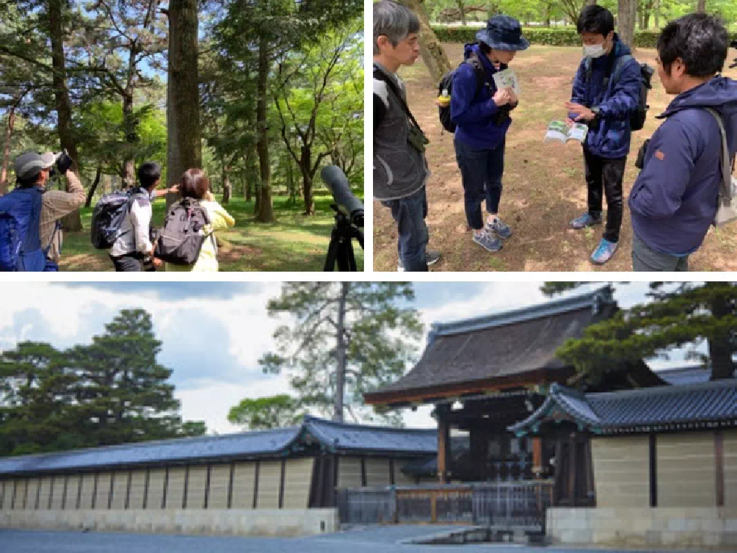 Kyoto Imperial Palace Japanese Birdwatching Experience