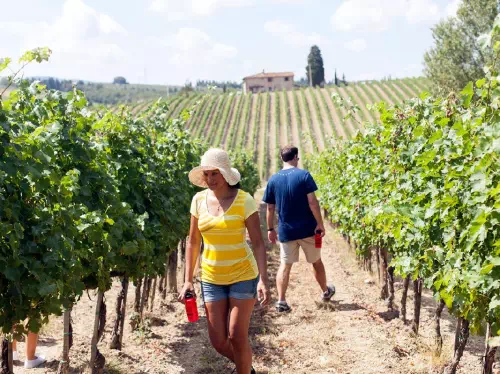 Tuscany Wine Tour from Florence by Bike with Lunch and Olive Oil Sampling