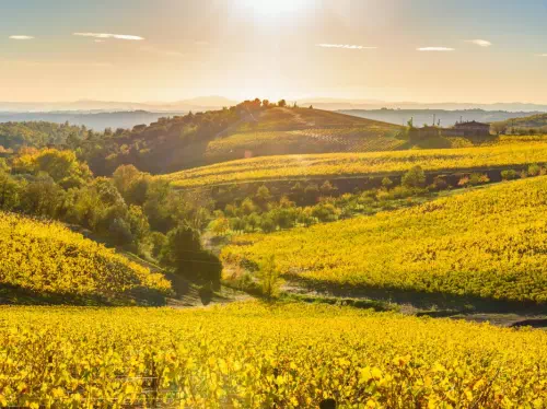 Tuscany Wine Tour from Florence with Chianti, Montalcino and Montepulciano Visit