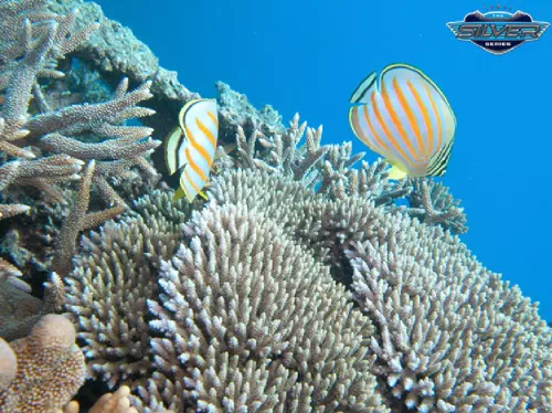Snorkeling Tour of the Great Barrier Reef from Port Douglas