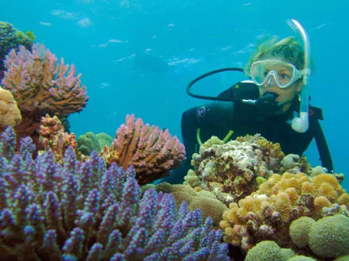Great Barrier Reef Ultimate Diving Experience from Port Douglas 