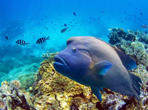 Great Barrier Reef Ultimate Diving Experience from Port Douglas 