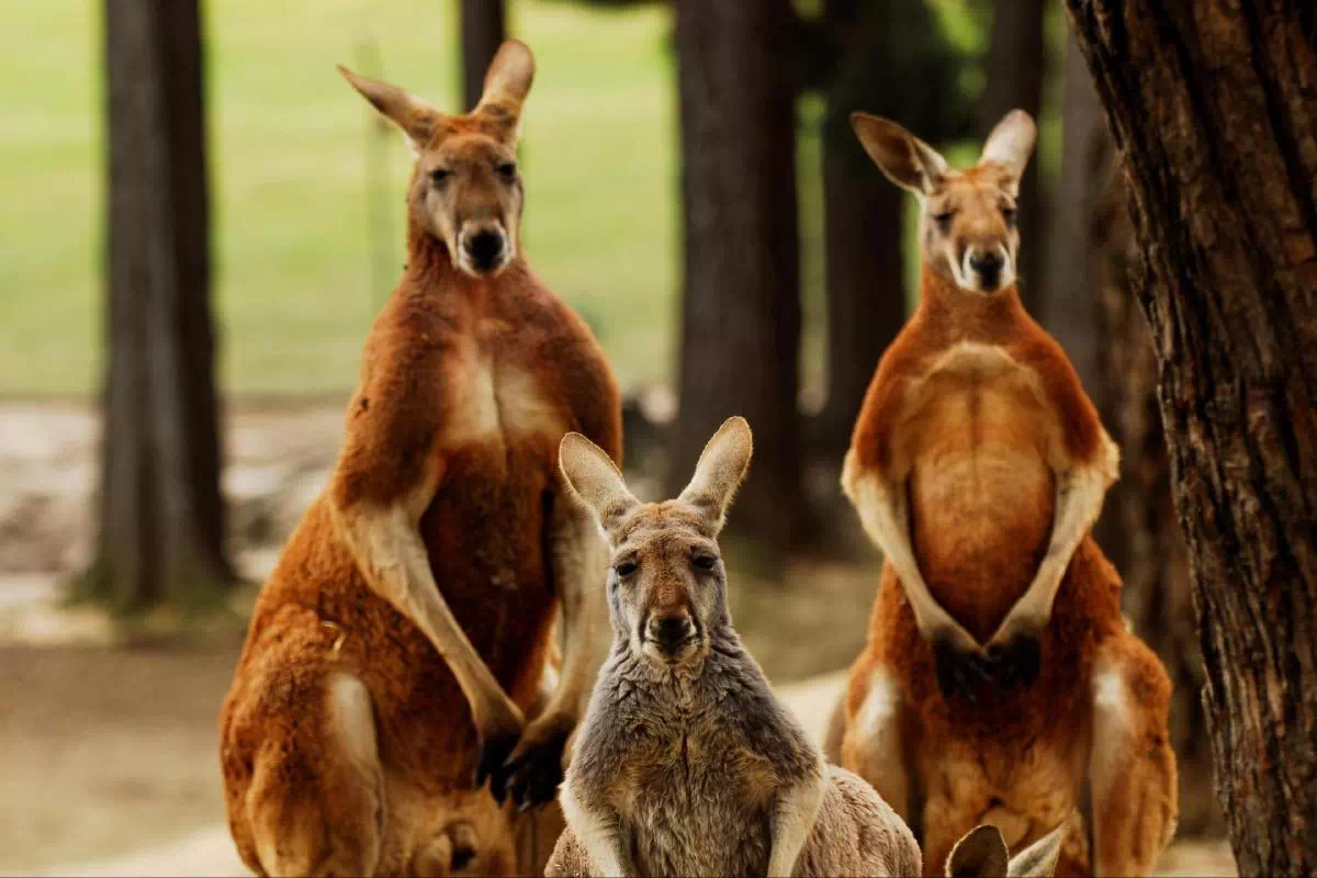 Sovereign Hill and Ballarat Tour with Wildlife Park Visit from Melbourne
