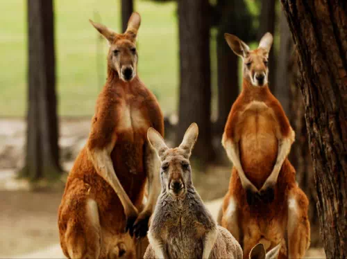Sovereign Hill and Ballarat Tour with Wildlife Park Visit from Melbourne