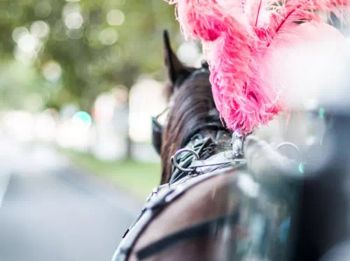 Horse-Drawn Carriage Tour of Historic Melbourne Gardens and City Highlights