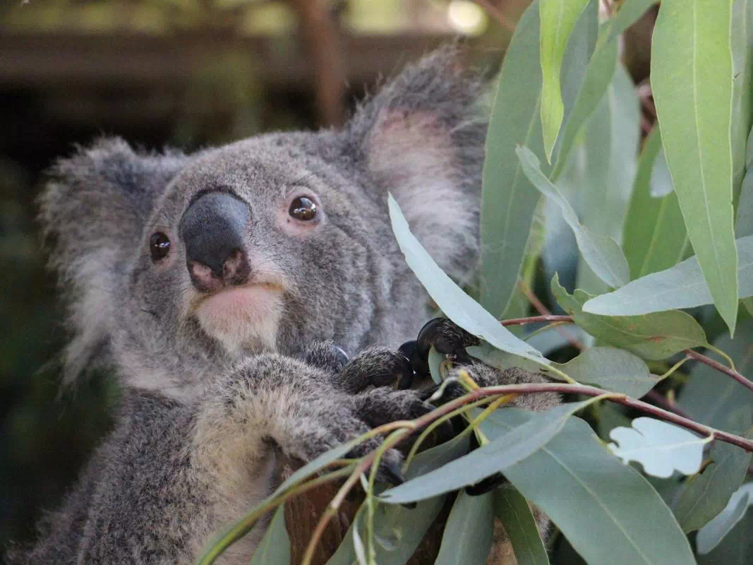 Koala and Wildlife Park Admission Ticket