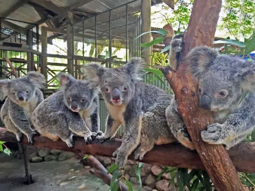 Koala and Wildlife Park Admission Ticket