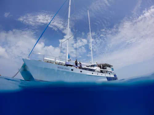 Great Barrier Reef Michaelmas Cay Full Day Catamaran Cruise and Activities
