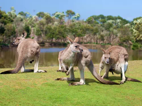 Full Day Phillip Island and Penguin Parade Tour with Wildlife Park Visit