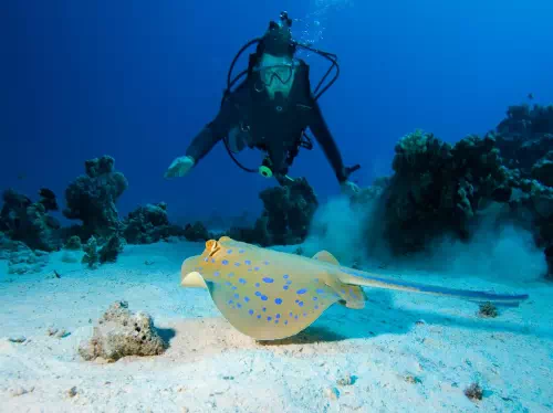 Great Barrier Reef Certified Diving Tour with Snorkeling from Cairns