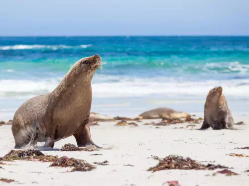 Kangaroo Island Cruise and Tour with Wildlife Encounters from Adelaide