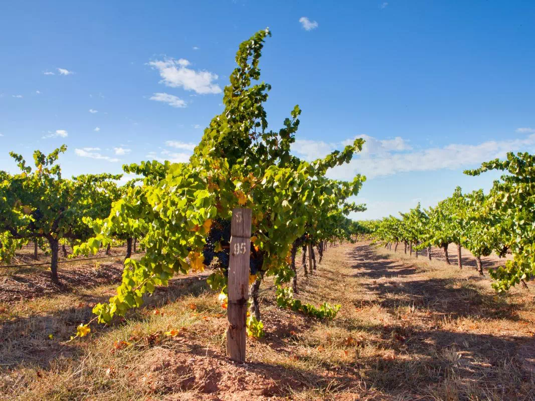 Private Winery Tour of Barossa Valley and Adelaide Hills