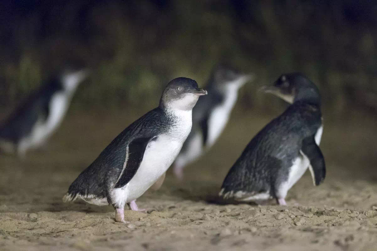 Phillip Island Evening Express Tour from Melbourne with Penguin Parade Viewing