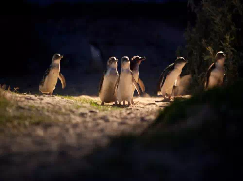Phillip Island Evening Express Tour from Melbourne with Penguin Parade Viewing
