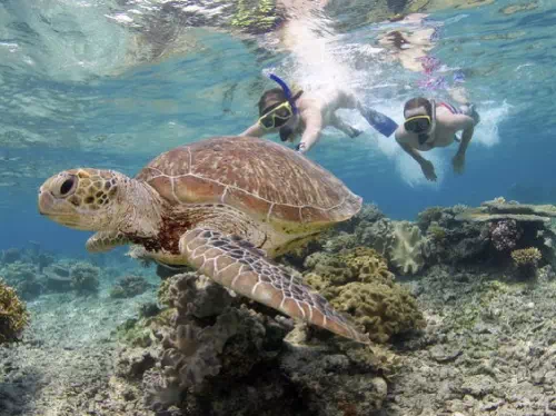Great Barrier Reef Snorkeling Adventure from Cairns