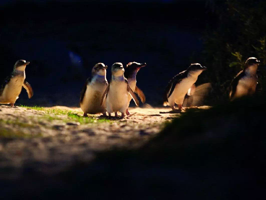 Penguin Parade and Phillip Island Wildlife Afternoon Tour from Melbourne