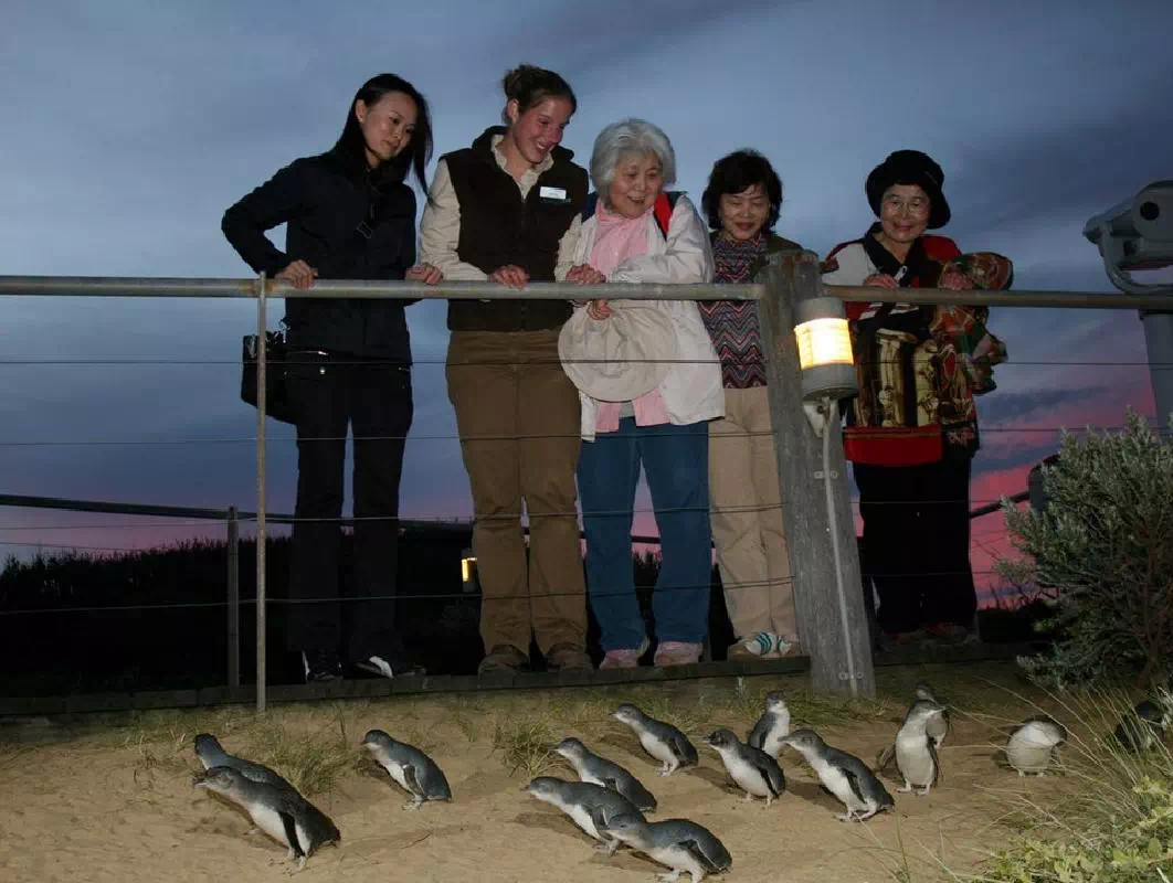 Penguin Parade and Phillip Island Wildlife Afternoon Tour from Melbourne