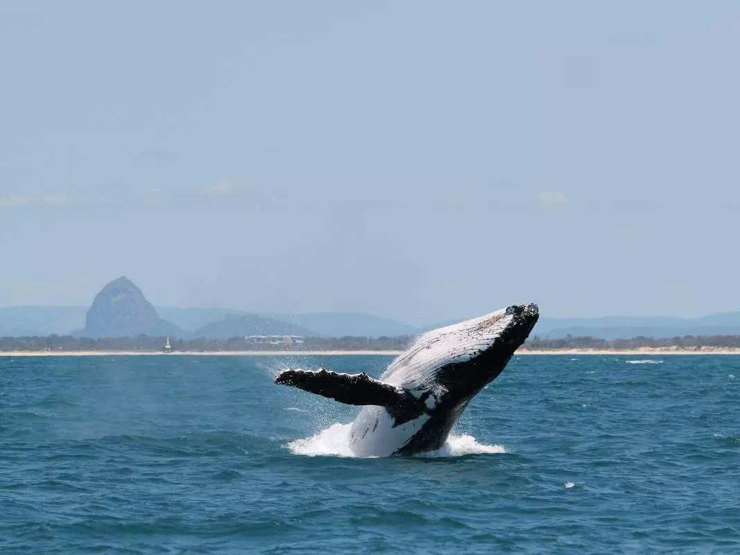 Half Day Swim with Whales Experience from Sunshine Coast