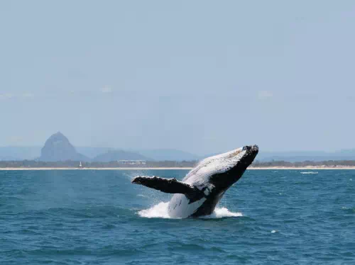 Half Day Swim with Whales Experience from Sunshine Coast