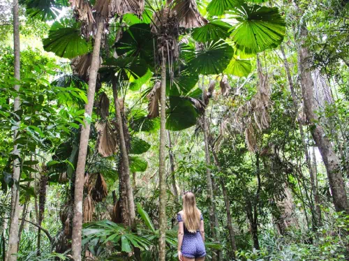 Cape Tribulation and Daintree Wilderness Full Day Tour with Jungle Surfing