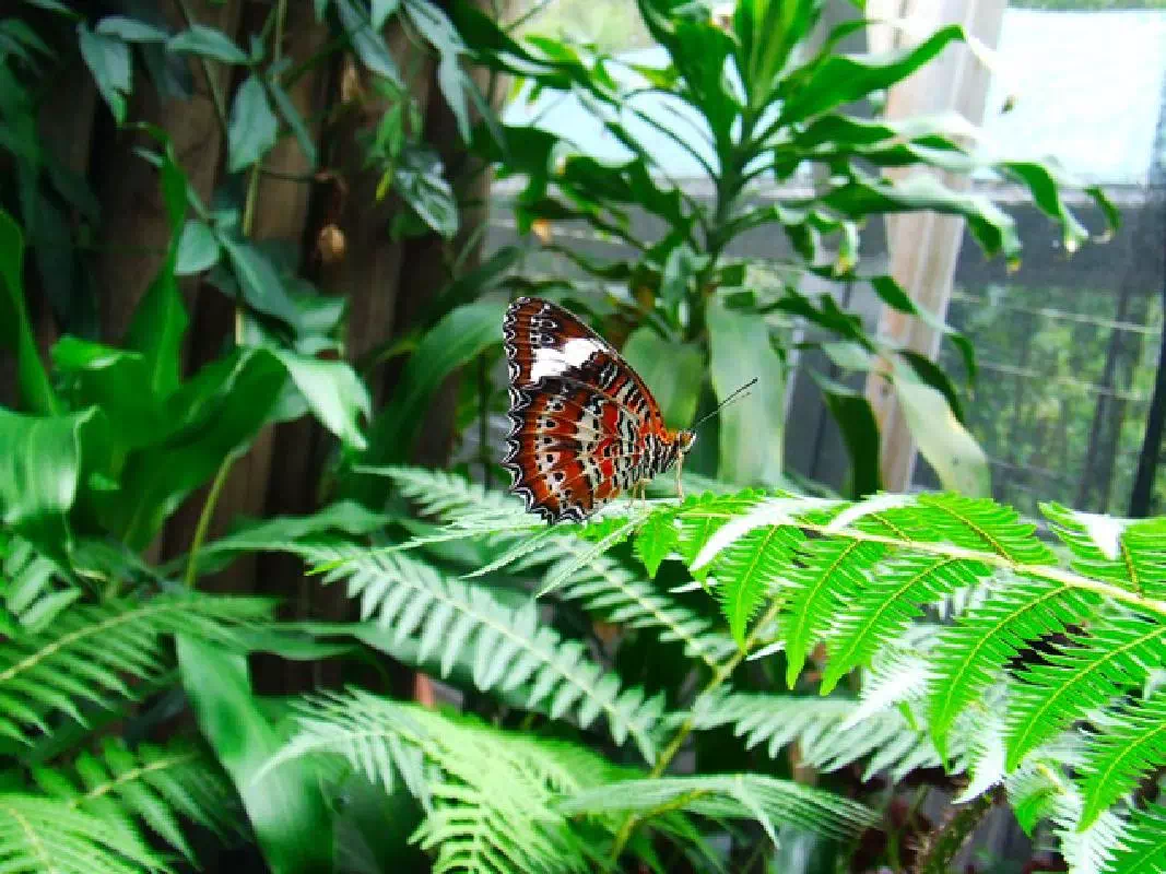 Australian Butterfly Sanctuary Admission Ticket with Exclusive Laboratory Tour