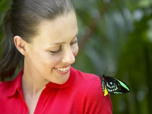 Australian Butterfly Sanctuary Admission Ticket with Exclusive Laboratory Tour
