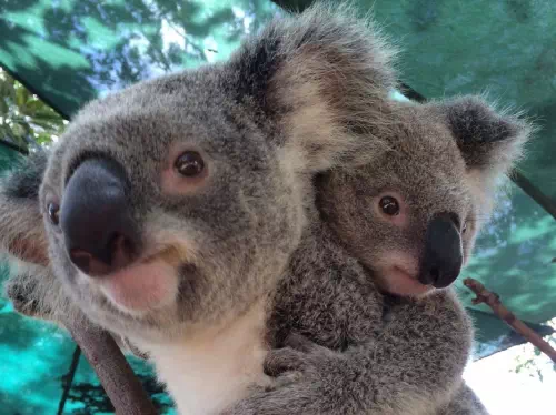 Currumbin Wildlife Sanctuary Admission Ticket with Optional Koala Experience