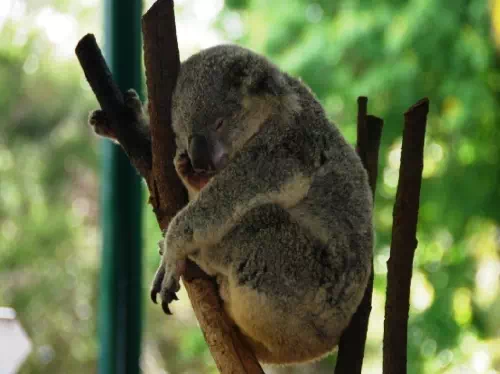 Currumbin Wildlife Sanctuary Admission Ticket with Optional Koala Experience