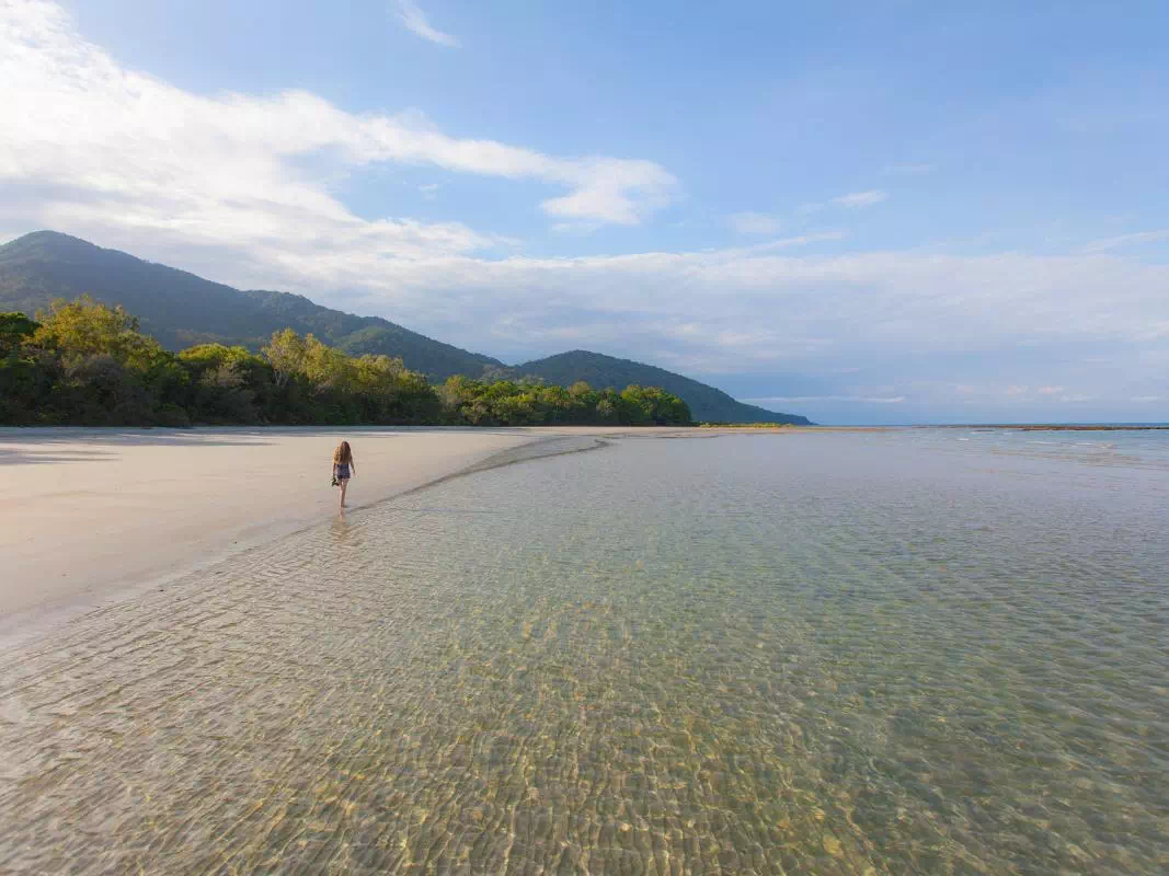 Cape Tribulation and Daintree Wilderness Tour with Breakfast Option