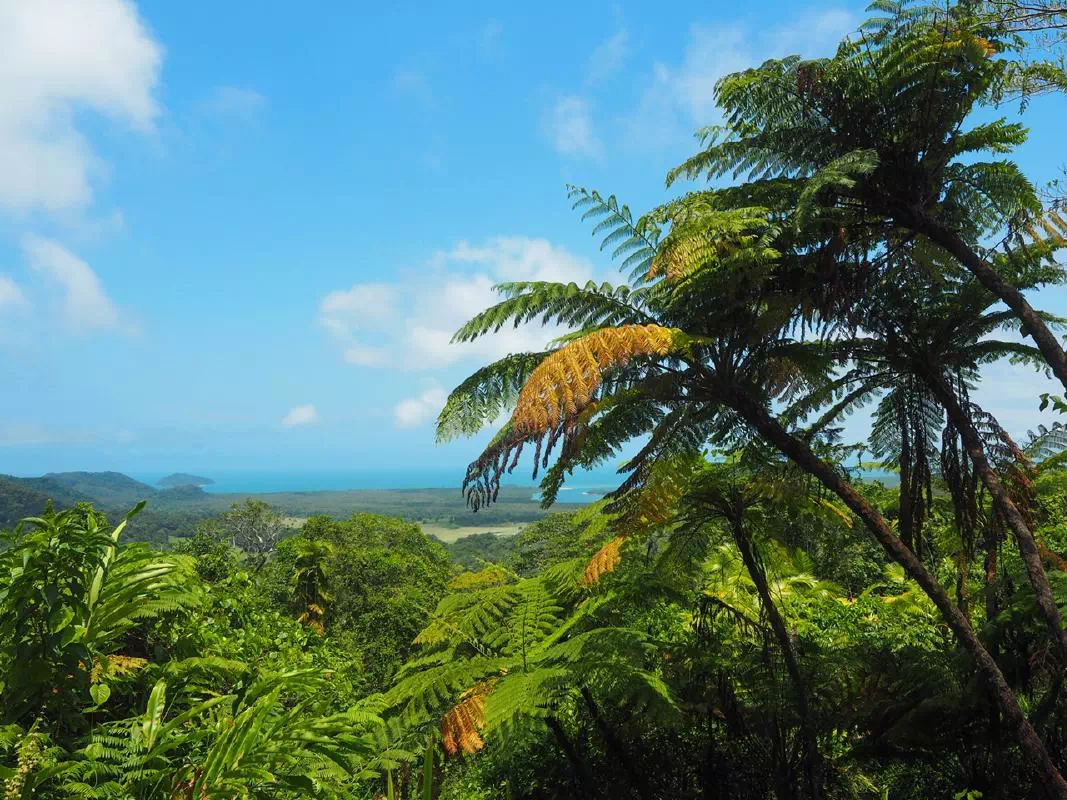 Cape Tribulation and Daintree Wilderness Tour with Breakfast Option