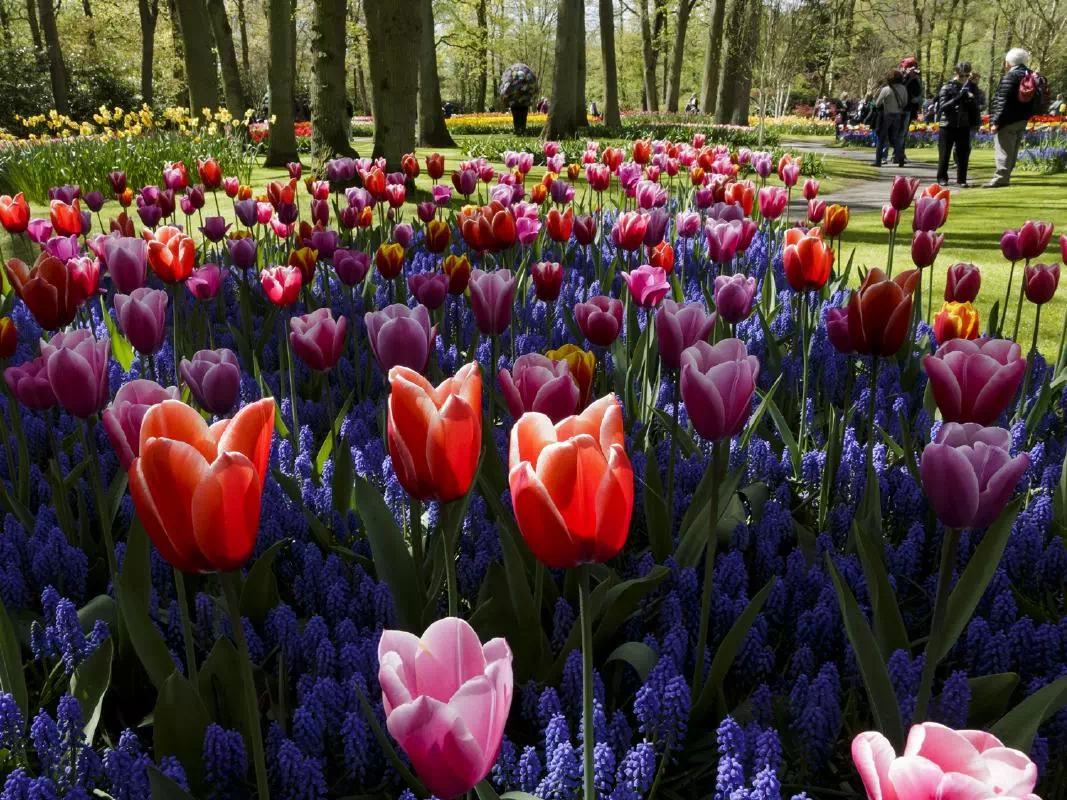 Amsterdam to Keukenhof Garden Transfers with Fast Track Entry & Windmill Cruise