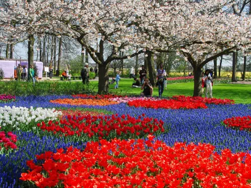 Amsterdam to Keukenhof Garden Transfers with Fast Track Entry & Windmill Cruise