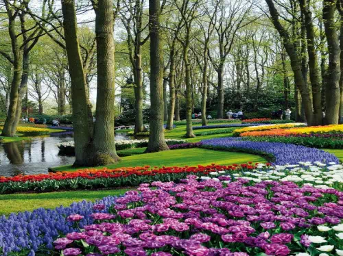 Keukenhof Gardens Fast-track Ticket & Tulip Fields Day Tour from Amsterdam