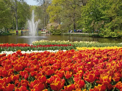 Keukenhof Gardens Fast-track Ticket & Tulip Fields Day Tour from Amsterdam