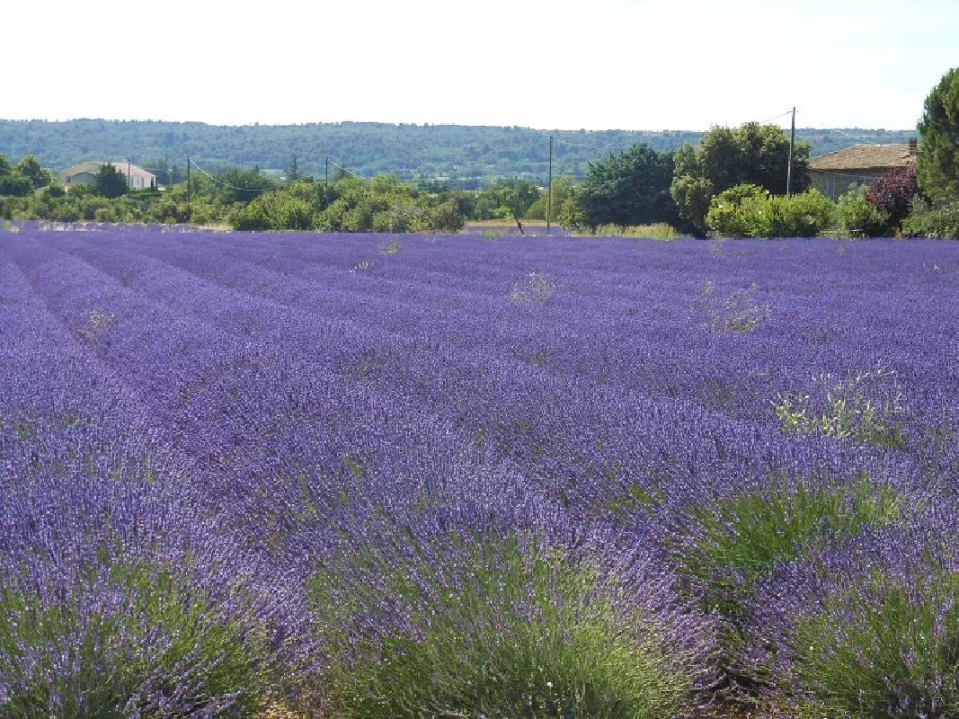 Provence Lavender Fields Morning Tour from Avignon (5 Jun - 14 Aug 2020)