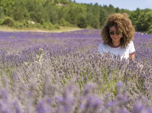 Provence Lavender Fields Morning Tour from Avignon (5 Jun - 14 Aug 2020)